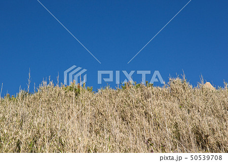 海岸線の笹薮 50539708