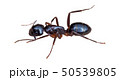 油絵風蟻イラスト　ミカドオオアリ 50539805