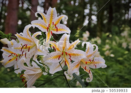 山中に咲く山百合の花 山中に咲く山百合の花 50539933