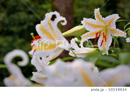山中に咲く山百合の花 山中に咲く山百合の花 50539934
