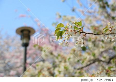 大阪城公園　桜満開 50539963