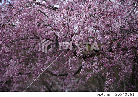 華厳寺の桜 50540061