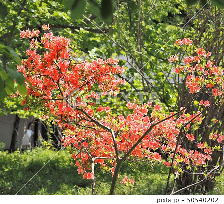 朱色のやまつつじ ツツジの花の写真素材