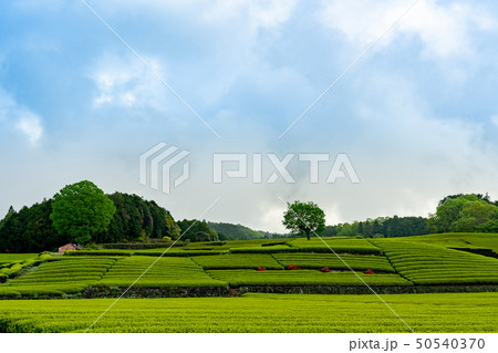 緑の茶畑 緑の茶畑 50540370