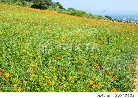風景 観光 風 50540403