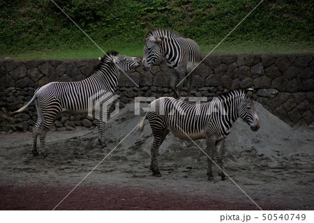 何か御用ですか? 何か御用ですか? 50540749