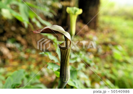 マムシグサ 50540986