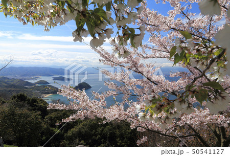 桜満開の紫雲出山から香川県西部の燧灘沿岸を見る 桜満開の紫雲出山から香川県西部の燧灘沿岸を見る 50541127