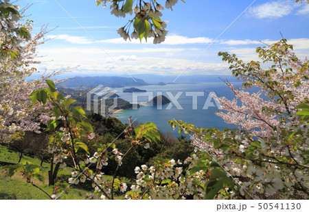 桜満開の紫雲出山から香川県西部の燧灘沿岸を見る 50541130