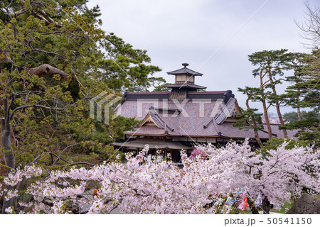 北海道　函館　五稜郭公園　復元された箱館奉行所と桜 50541150
