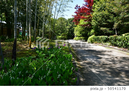 丈山苑　青もみじ　緑色の世界 50541170