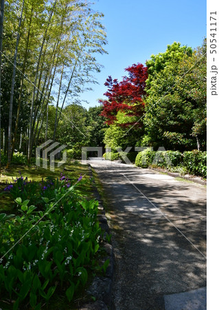 丈山苑　青もみじ　緑色の世界 50541171