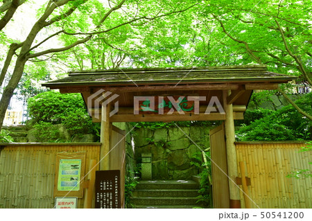 丈山苑　青もみじ　緑色の世界 50541200