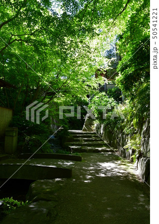 丈山苑 青もみじ 緑色の世界 丈山苑 青もみじ 緑色の世界 50541221