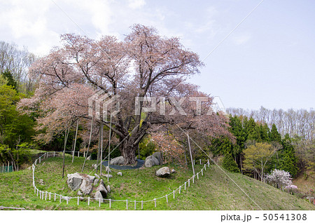 越代のサクラ 福島県 越代のサクラ 福島県 50541308