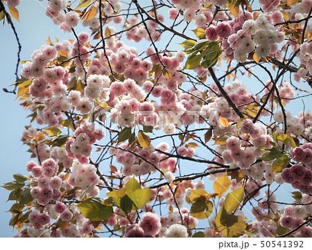 庭園のフゲンゾウの花　春の八重桜 50541392