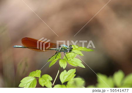 アサヒナカワトンボ アサヒナカワトンボ 50541477