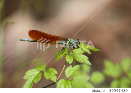 アサヒナカワトンボ 50541480