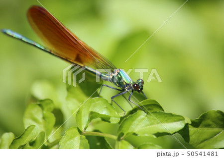 アサヒナカワトンボ 50541481