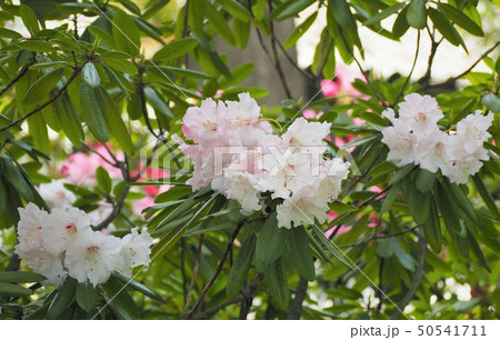 アカボシシャクナゲの花　春の庭園 50541711