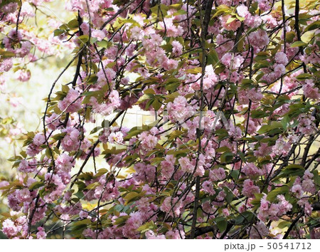 カンザンの花　関山の大樹 50541712