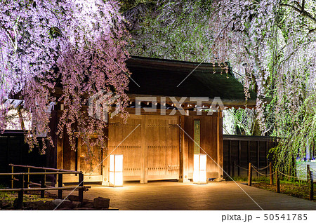 角館 夜桜 秋田県 角館 夜桜 秋田県 50541785