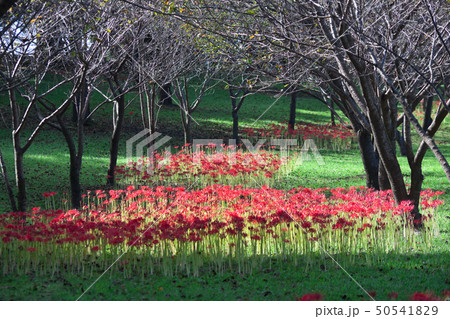 曼珠沙華の花 50541829
