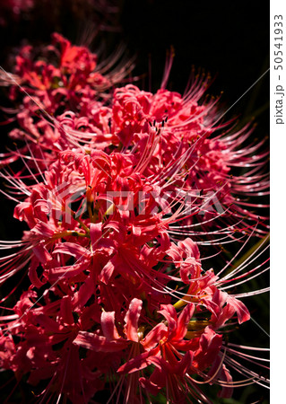 曼珠沙華の花 50541933