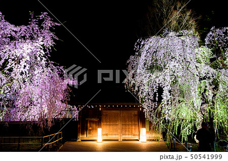 角館　夜桜　秋田県 50541999