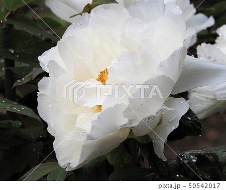 牡丹の白い花 大輪の写真素材