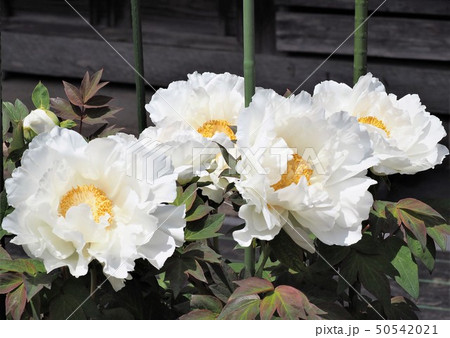 牡丹の白い花　大輪 50542021