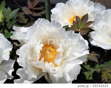 牡丹の白い花　大輪 50542024