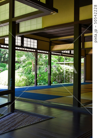 丈山苑　青もみじ　緑色の世界 50542228