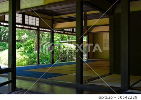 丈山苑　青もみじ　緑色の世界 50542229