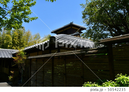 丈山苑　青もみじ　緑色の世界 50542235