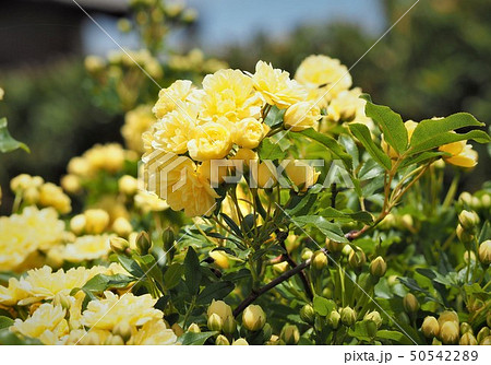 モッコウバラの黄色い花　春の庭 50542289