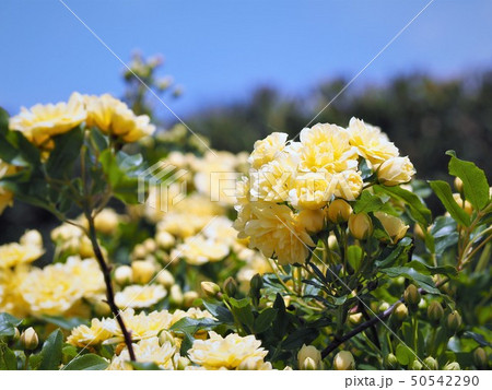 モッコウバラの黄色い花 春の庭の写真素材