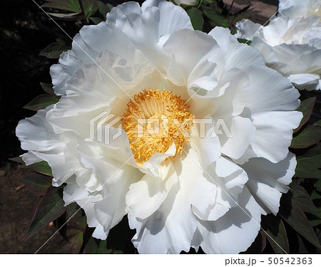 White Flowers Of Peony Stock Photo