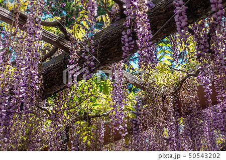 六尺藤 天王川公園 50543202