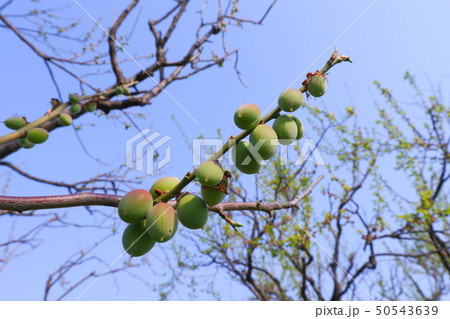 梅の実 50543639