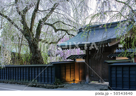 春　夕刻の角館　　秋田県 50543640