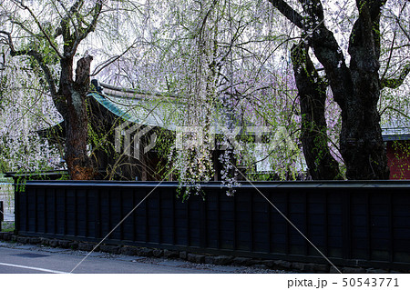 春 夕刻の角館 秋田県 春 夕刻の角館 秋田県 50543771