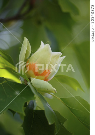 ユリの木の花 ユリの木の花 50543878