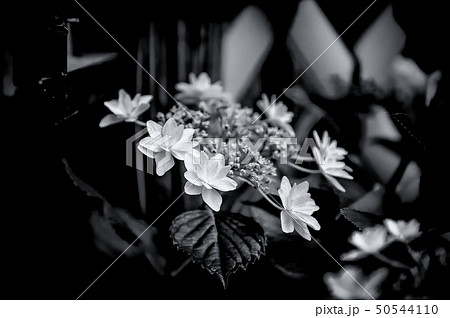 アジサイ 50544110