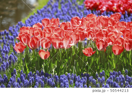 色とりどりのチューリップとムスカリの花　 50544213