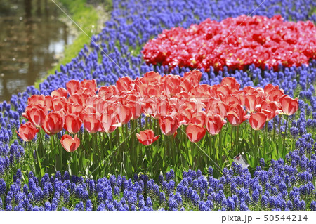 色とりどりのチューリップとムスカリの花 色とりどりのチューリップとムスカリの花 50544214