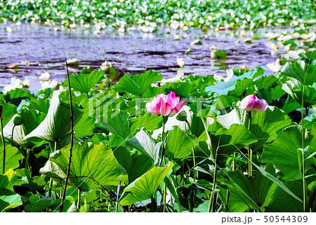 蓮の花　服部緑地（大阪府豊中市服部緑地１−１）の正式名称は大阪府営服部緑地で、大阪四大緑地の一つです 50544309