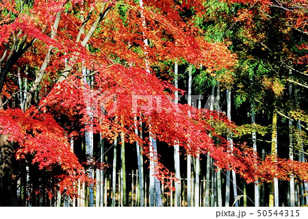 紅葉の服部緑地(大阪府豊中市服部緑地1−1)の正式名称は大阪府営服部緑地で大阪四大緑地の一つです 紅葉の服部緑地(大阪府豊中市服部緑地1−1)の正式名称は大阪府営服部緑地で大阪四大緑地の一つです 50544315