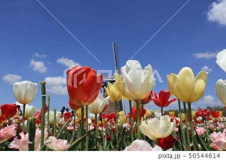 佐倉ふるさと広場　チューリップ 50544614