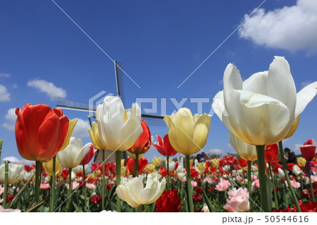 佐倉ふるさと広場　チューリップ 50544616